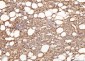 Anti-Sorbitol Dehydrogenase/SORD Antibody Picoband™ (monoclonal, 12B10G2)