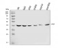 Anti-Sorbitol Dehydrogenase/SORD Antibody Picoband™ (monoclonal, 12B10G2)