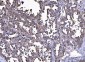 Anti-Cdk2 Antibody Picoband™ (monoclonal, 6D5B5)