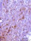 Anti-Cdk2 Antibody Picoband™ (monoclonal, 6D5B5)