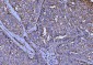 Anti-CD147/Emmprin Antibody Picoband™ (monoclonal, 7H5E7)
