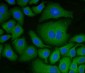 Anti-PDIA6 Antibody Picoband™ (monoclonal, 3H5E7)