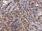 Anti-PDIA6 Antibody Picoband™ (monoclonal, 3H5E7)