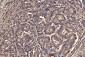 Anti-PDIA6 Antibody Picoband™ (monoclonal, 3H5E7)