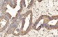 Anti-PDIA6 Antibody Picoband™ (monoclonal, 3H5E7)