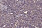 Anti-PDIA6 Antibody Picoband™ (monoclonal, 3H5E7)