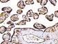 Anti-PDIA6 Antibody Picoband™ (monoclonal, 3H5E7)