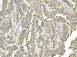 Anti-ERp57 Antibody Picoband™ (monoclonal, 7E5)
