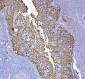 Anti-MASPIN Antibody Picoband™ (monoclonal, 7G4E1)