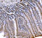 Anti-Histone H1.0/H1F0 Antibody Picoband™ (monoclonal, 5I3E6)