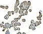 Anti-Histone H1.0/H1F0 Antibody Picoband™ (monoclonal, 5I3E6)