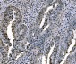Anti-Histone H1.0/H1F0 Antibody Picoband™ (monoclonal, 5I3E6)