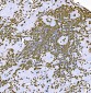 Anti-Histone H1.0/H1F0 Antibody Picoband™ (monoclonal, 5I3E6)