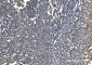 Anti-Histone H1.0/H1F0 Antibody Picoband™ (monoclonal, 5I3E6)