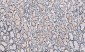 Anti-Histone H1.0/H1F0 Antibody Picoband™ (monoclonal, 5I3E6)