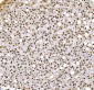 Anti-Histone H1.0/H1F0 Antibody Picoband™ (monoclonal, 5I3E6)