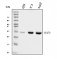 Anti-Histone H1.0/H1F0 Antibody Picoband™ (monoclonal, 5I3E6)