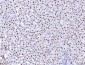 Anti-HNF-4-alpha Antibody Picoband™ (monoclonal, 6C8E9)