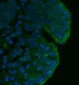 Anti-CD55 Antibody Picoband™ (monoclonal, 5B9E1)