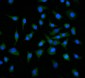 Anti-Neuropilin 1 Antibody Picoband™ (monoclonal, 4G3F7)