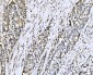 Anti-PC4/SUB1 Antibody Picoband™ (monoclonal, 6B5B10)