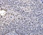 Anti-PC4/SUB1 Antibody Picoband™ (monoclonal, 6B5B10)