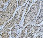 Anti-PC4/SUB1 Antibody Picoband™ (monoclonal, 6B5B10)