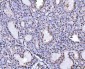 Anti-PC4/SUB1 Antibody Picoband™ (monoclonal, 6B5B10)