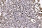 Anti-PC4/SUB1 Antibody Picoband™ (monoclonal, 6B5B10)