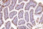 Anti-PC4/SUB1 Antibody Picoband™ (monoclonal, 6B5B10)