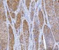 Anti-HGD Antibody Picoband™ (monoclonal, 2F11E1)