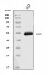 Anti-HGD Antibody Picoband™ (monoclonal, 2F11E1)