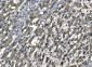 Anti-SOD2 Antibody Picoband™ (monoclonal, 2B12B1)