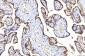 Anti-Poliovirus Receptor/PVR Antibody Picoband™ (monoclonal, 5I13D1)