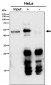 Anti-P2Y12 Rabbit Monoclonal Antibody