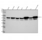 Anti-P2Y12 Rabbit Monoclonal Antibody