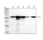 Anti-Galectin 3 Rabbit Monoclonal Antibody