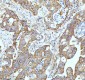 Anti-GCLM Rabbit Monoclonal Antibody