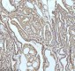 Anti-GCLM Rabbit Monoclonal Antibody
