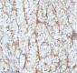 Anti-GCLM Rabbit Monoclonal Antibody