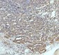 Anti-GCLM Rabbit Monoclonal Antibody
