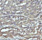 Anti-GCLM Rabbit Monoclonal Antibody