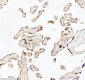 Anti-GCLM Rabbit Monoclonal Antibody