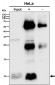 Anti-UFM1 Rabbit Monoclonal Antibody