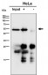 Anti-GRSF1 Rabbit Monoclonal Antibody
