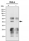 Anti-ENDOGL1 / ENGL Rabbit Monoclonal Antibody