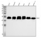 Anti-RAB5C / RABL Rabbit Monoclonal Antibody