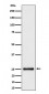 Anti-HMG4 Rabbit Monoclonal Antibody
