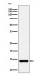 Anti-HINT1 Rabbit Monoclonal Antibody