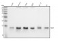 Anti-ADX Rabbit Monoclonal Antibody